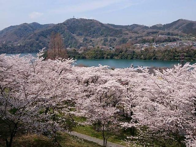 津久井湖城山公園_県立津久井湖城山公園