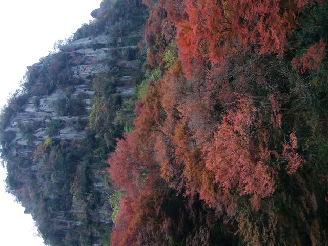紅葉_一目八景