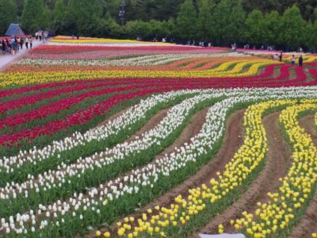 色とりどりの花々はSNS映えします。_世羅高原農場