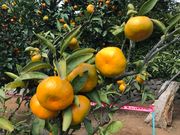 タムタムさんの湯河原町のみかん狩りの投稿写真1