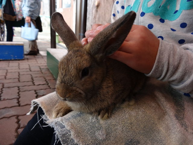 うさぎと触れ合えます_かみね動物園