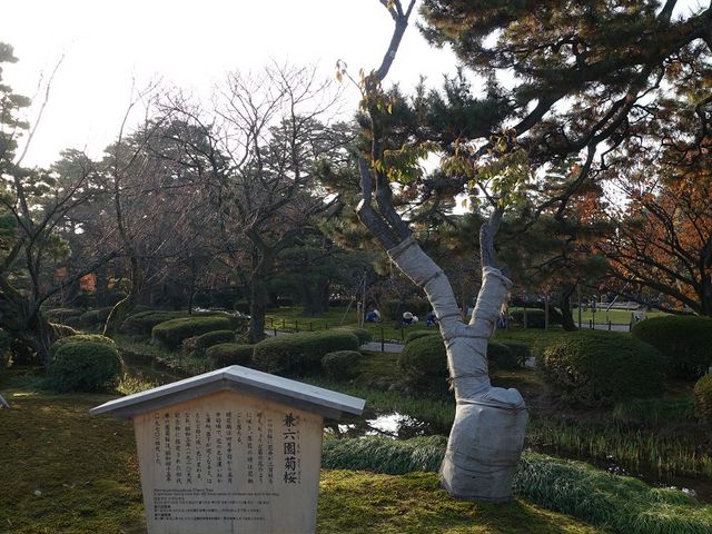 見事な枝ぶりです_兼六園菊桜(兼六園)