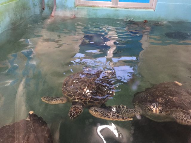 すさみ町立エビとカニの水族館