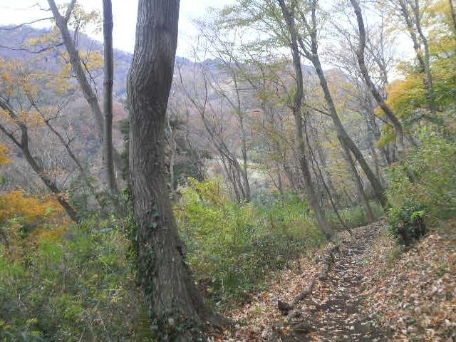 伊勢原塔の山緑地公園の小径_いせはら塔の山緑地公園