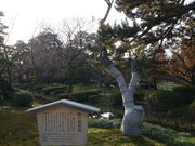 トロムソさんの兼六園菊桜(兼六園)の投稿写真1