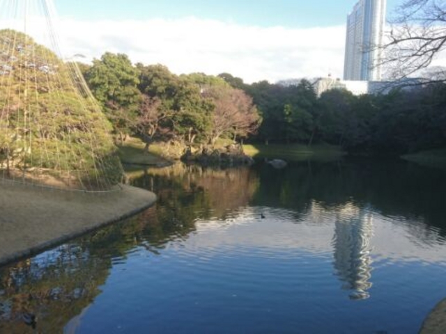 大泉水と雪吊りの松_小石川後楽園