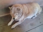 mon-tさんのカフェ&ギャラリーダムの投稿写真4