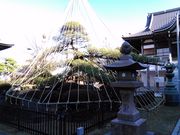 くまらさんの登美の松の投稿写真1