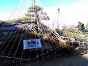 くまらさんの登美の松の投稿写真2