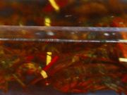 たさんのレッドロブスター みつわ台店の投稿写真1