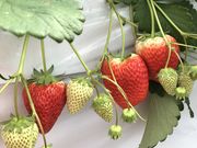 akariさんの秋本農園の投稿写真1