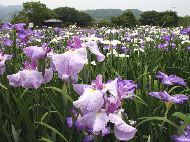 しょうぶ_大和中央公園花しょうぶ園