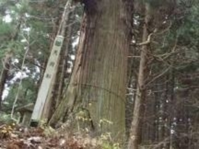 フルスピードさんの天狗杉の投稿写真1