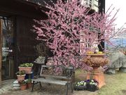 めのうさんの葡萄工房 ワイングラス館の投稿写真2
