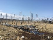 taraさんの春国岱の投稿写真2