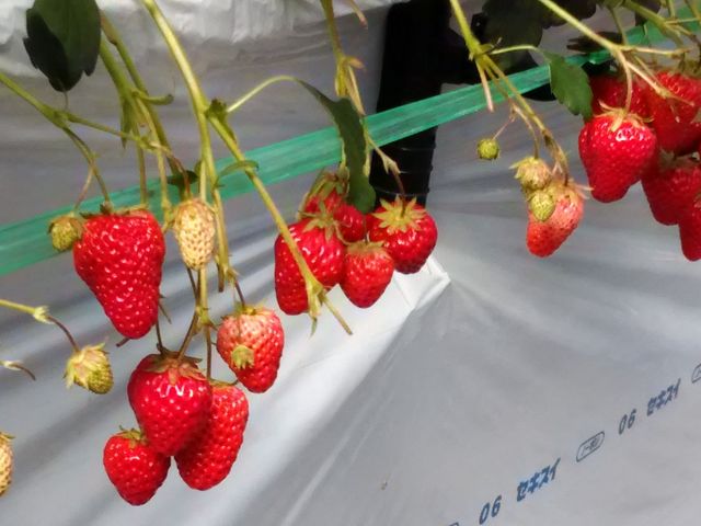 可愛く実ったイチゴ達。_町田いちご狩り農園