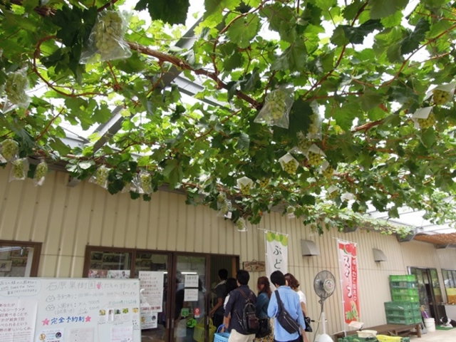 贈答用の果樹園だ_石原果樹園