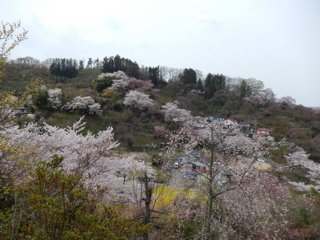 花見山を覆う色とりどりの花_花見山公園