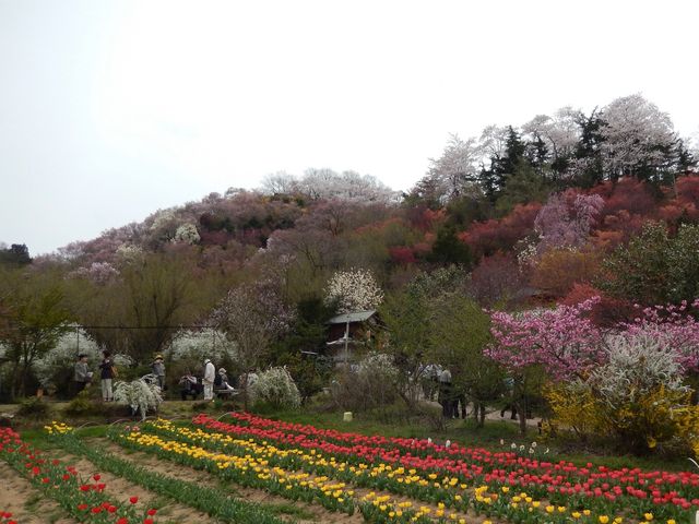 チューリップ畑と花見山_花見山公園