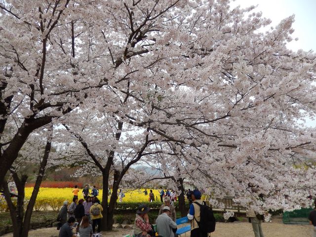 満開の桜_花見山公園