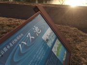 Kuda12さんの蓮(水元公園)の投稿写真1