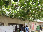 しちのすけさんの石原果樹園の投稿写真1