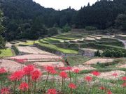 アルタイルさんのつづら棚田の投稿写真1