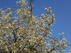湘南平の桜の写真1