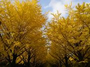 bemimiさんの光が丘公園の投稿写真1