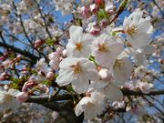 マックさんの大浜公園の投稿写真1