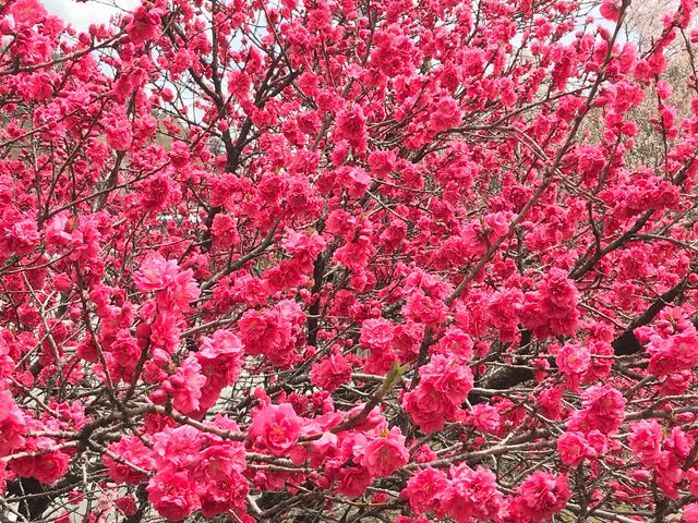 花桃発祥の地(はなもも街道)