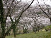 坊ちゃんさんの花貫さくら公園の投稿写真1