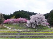 こぼらさんの本郷の瀧桜(又兵衛桜)の投稿写真1