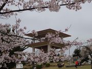 坊ちゃんさんのかみね公園の桜の投稿写真1