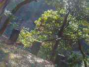 パンちゃんさんの湧き水カフェ 風水庵の投稿写真1