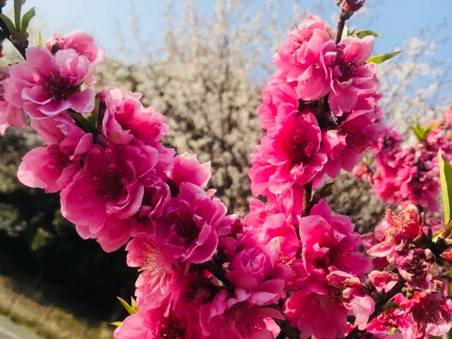 コスモス園の桜_金立山いこいの広場