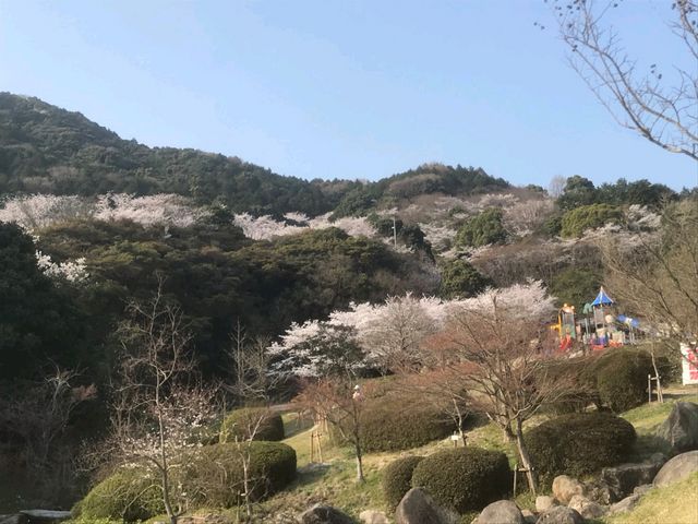 いこいの広場の桜_金立山いこいの広場