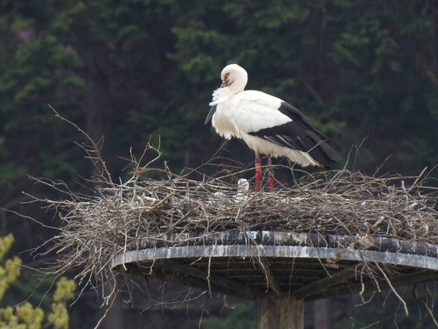 兵庫県立コウノトリの郷公園のすぐ外で見られる野外コウノトリの親子_兵庫県立コウノトリの郷公園