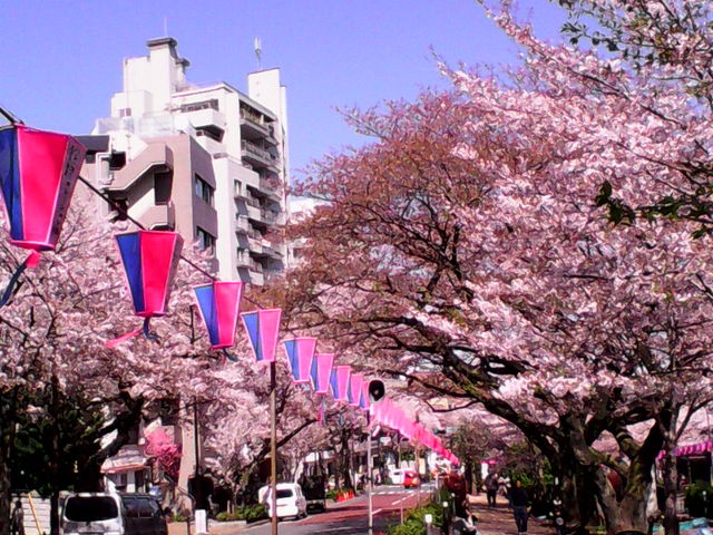両側の車道沿いも桜並木になっているので、たくさんの桜に囲まれてるようです_播磨坂さくら並木のサクラ