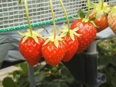 季節体験農場 花の海の写真1