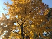 こみさんの久宝寺緑地の投稿写真1