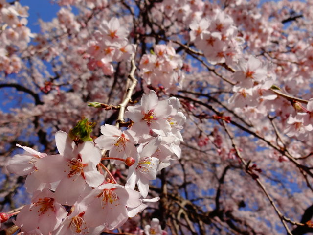 妙祐寺のしだれ桜_妙祐寺のしだれ桜