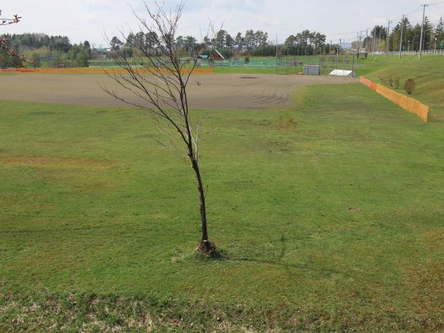 総合グラウンド_総合グラウンド