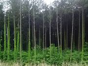 SHOZOさんの杉並木公園の投稿写真1