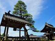 雷ちゃんさんの阿島の大藤の投稿写真11