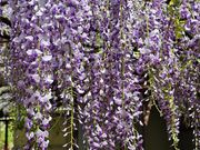 雷ちゃんさんの阿島の大藤の投稿写真6