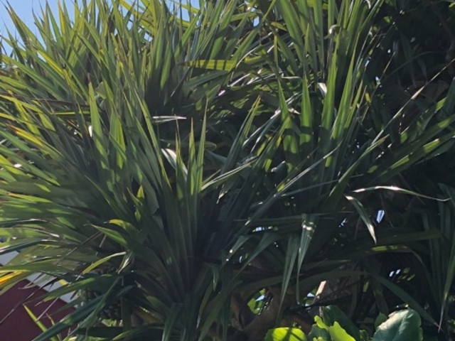 植物_前浜農村公園