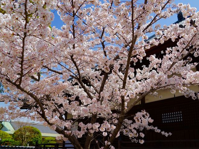お寺の横の桜。_教信寺の桜