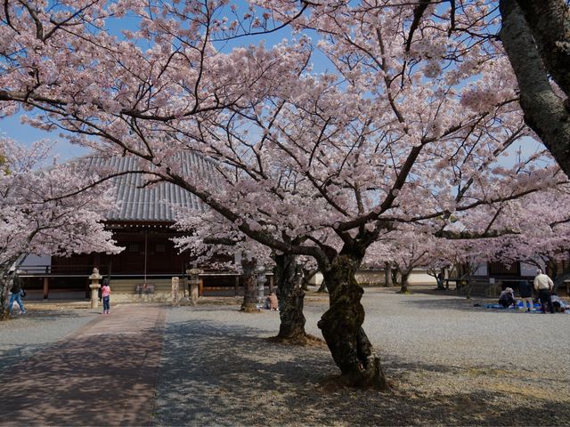 入口から教信寺を見て。_教信寺の桜