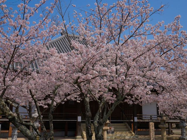 桜が満開で、お寺が見えません。_教信寺の桜